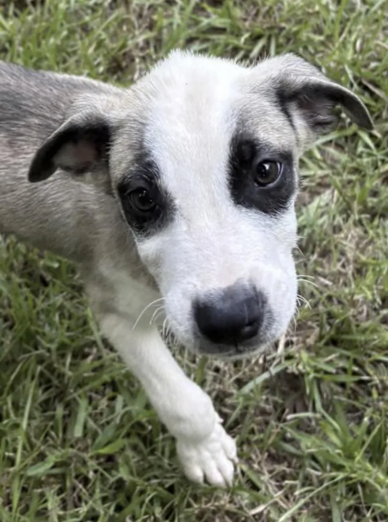 A baby medium-sized male White / Cream Australian Shepherd dog named Canoe for adoption in Watertown, CT