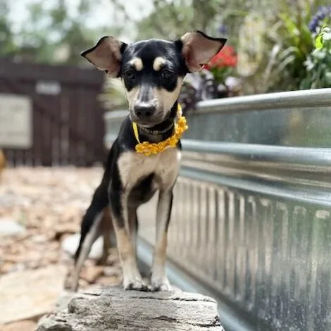 A baby small-sized female Black Miniature Pinscher dog named Lucy for adoption in Southport, CT