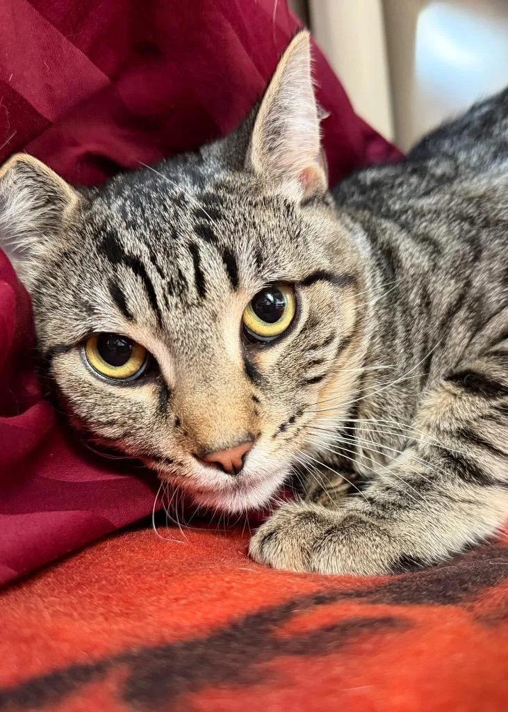 Thomas O'malley thumbnail 2