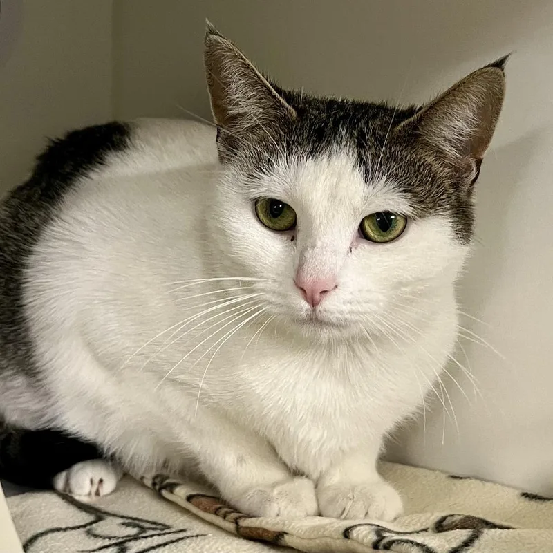 A young large-sized female White Domestic Short Hair cat named Tiffany for adoption in Novelty, OH