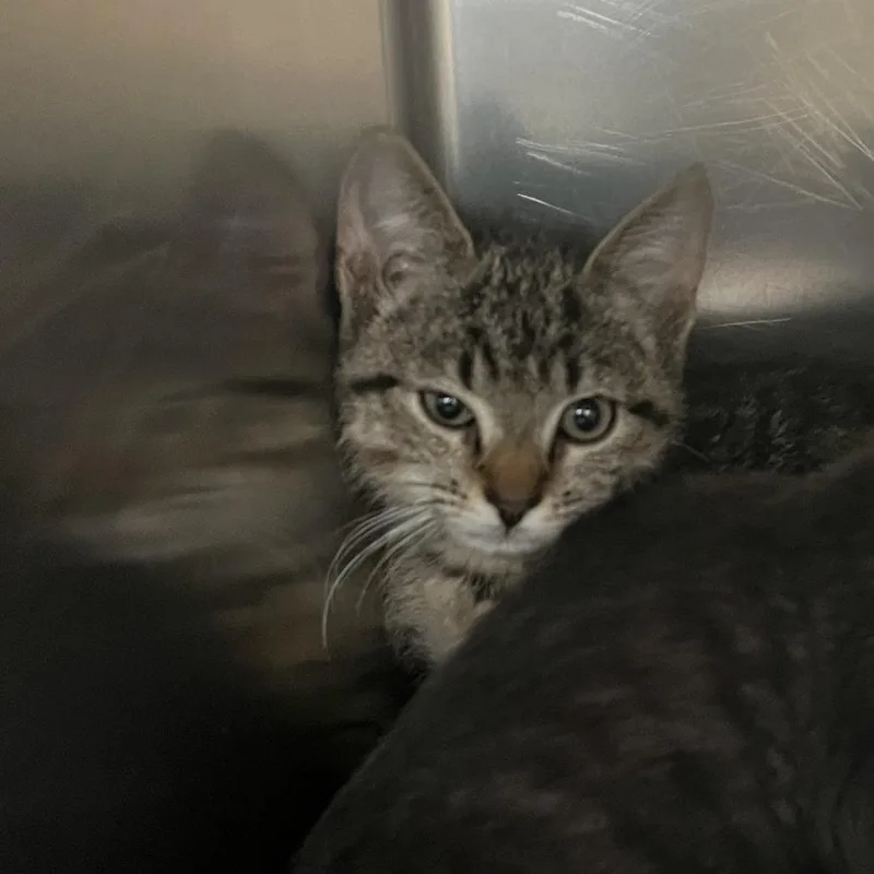 A baby small-sized female Brown / Chocolate Domestic Short Hair cat named Tattoo for adoption in Charlottesville, VA