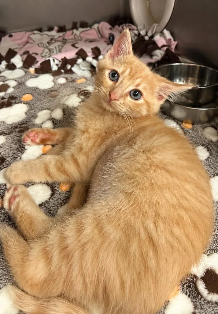 A baby small-sized male Domestic Short Hair cat named Peter for adoption in Columbia, TN