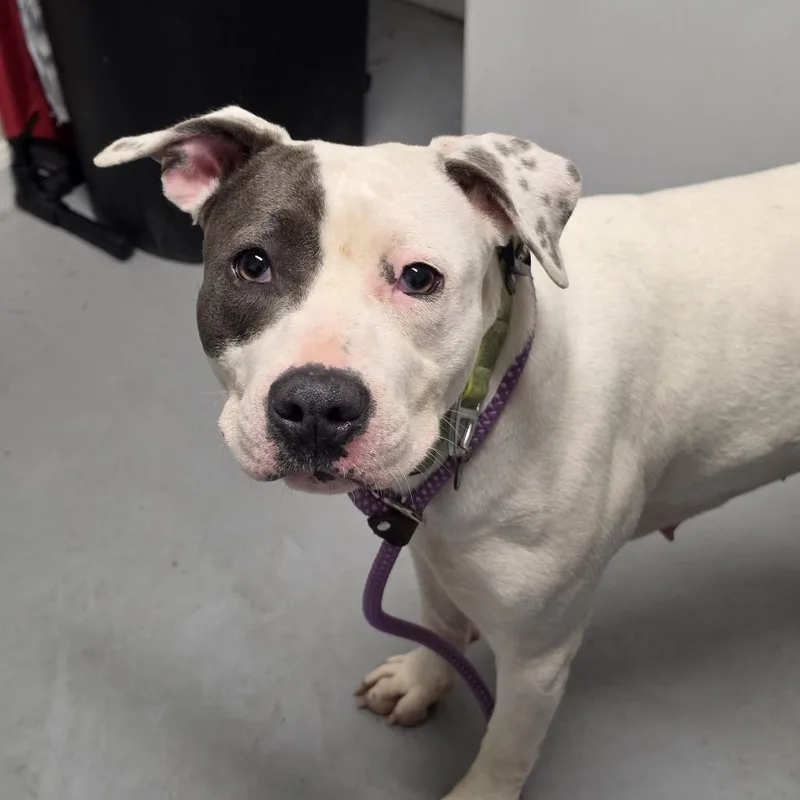 An adult small-sized female White / Cream Mixed Breed dog named Piper for adoption in Troy, IL