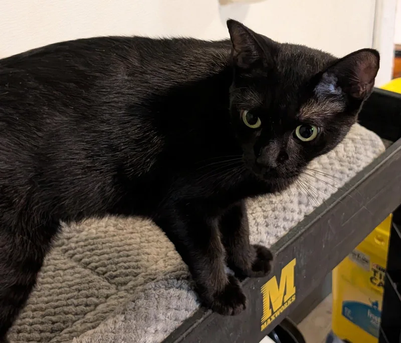 An adult medium-sized female Bombay cat named Victoria for adoption in Pompano Beach, FL