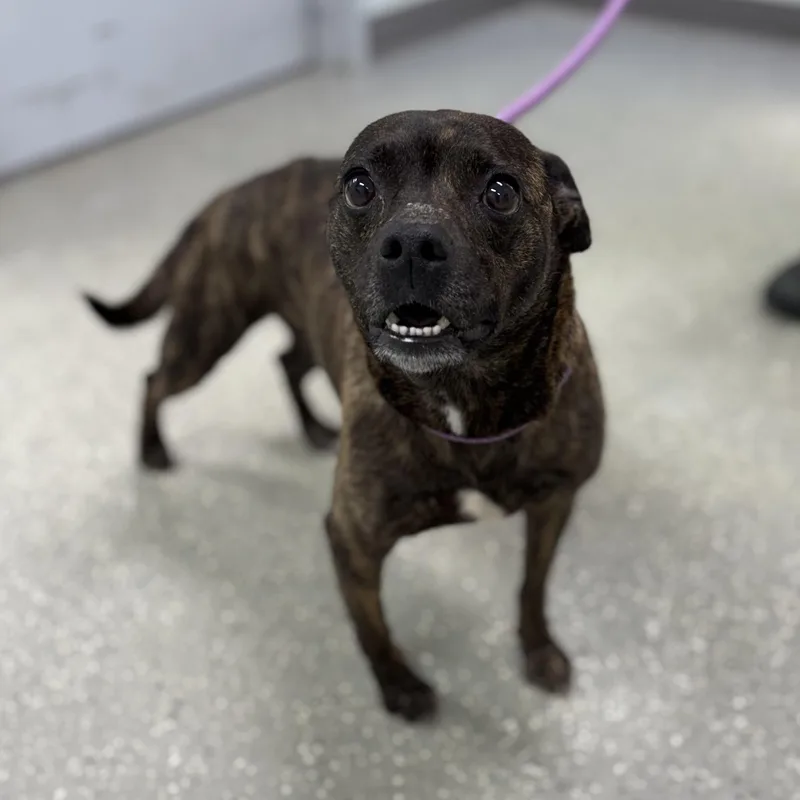An adult small-sized female Brindle Chihuahua dog named Sweet N Low for adoption in Bardstown, KY