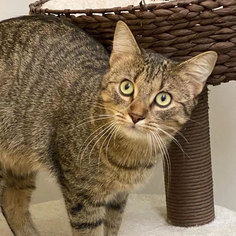 An adult large-sized female Domestic Short Hair cat named Esky for adoption in Leander, TX