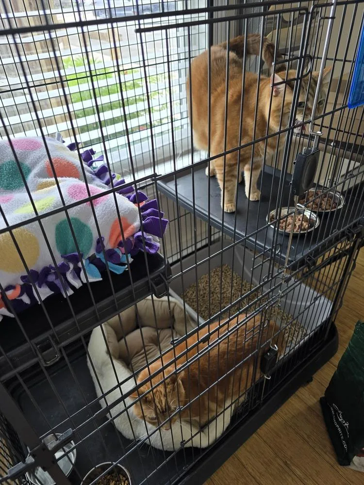 An adult large-sized male Orange & White Domestic Short Hair cat named W Bo for adoption in Southbury, CT