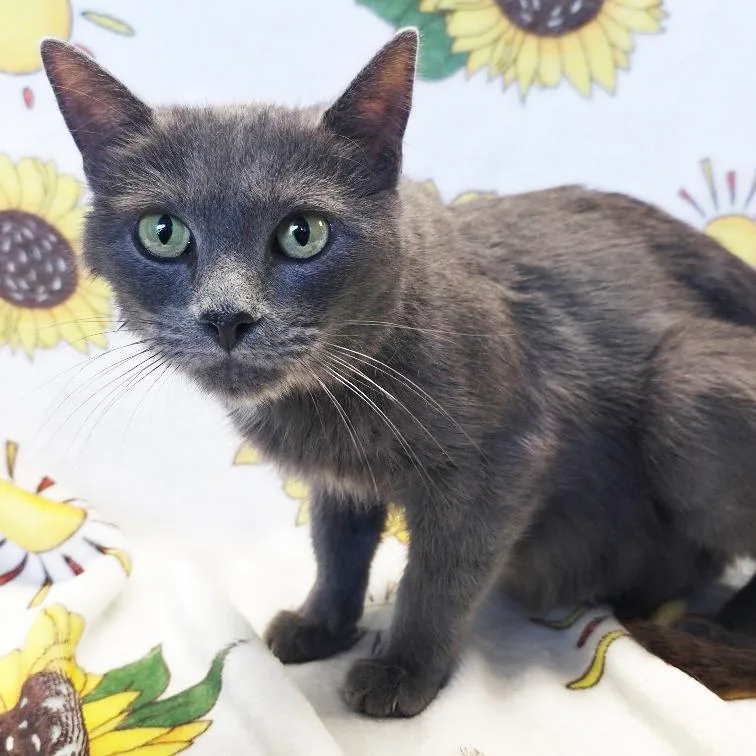 An adult medium-sized female Gray / Blue / Silver Domestic Short Hair cat named Mama Heron for adoption in Mount Juliet, TN