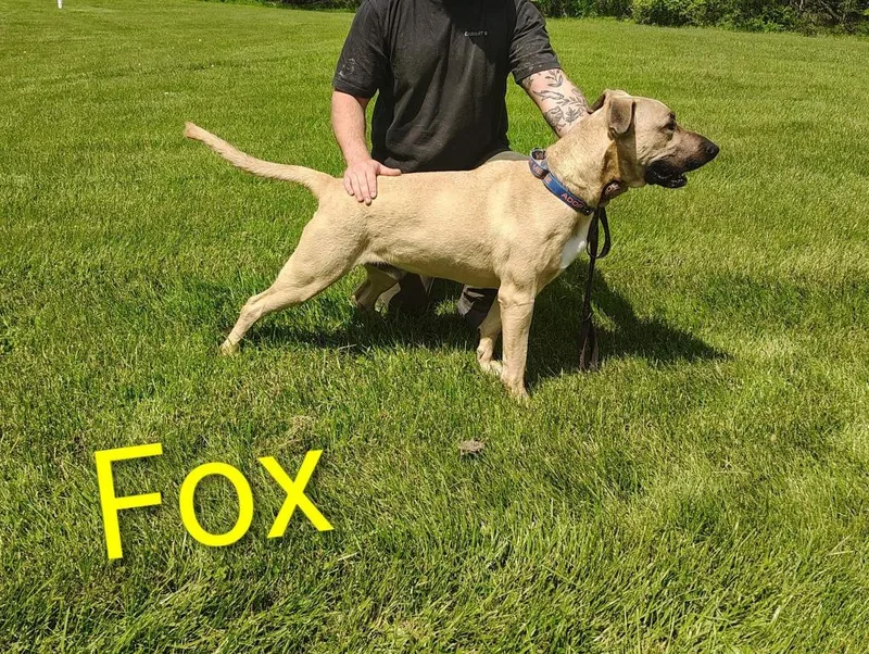 Fox thumbnail 3