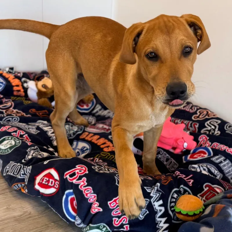 A baby large-sized male Red / Chestnut / Orange Labrador Retriever dog named Brownie for adoption in Green Bay, WI