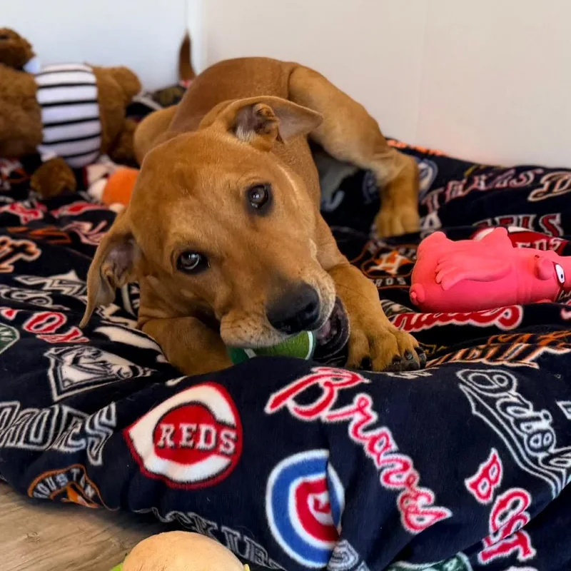 Brownie thumbnail 4