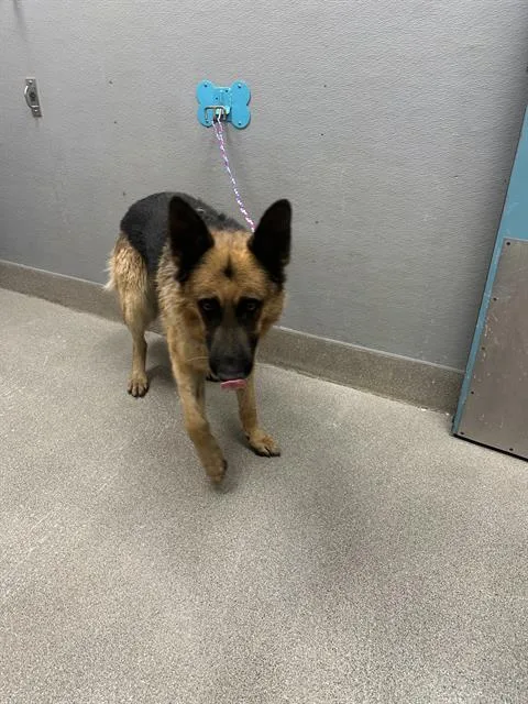An adult large-sized male German Shepherd Dog dog named Miles for adoption in Las Vegas, NV