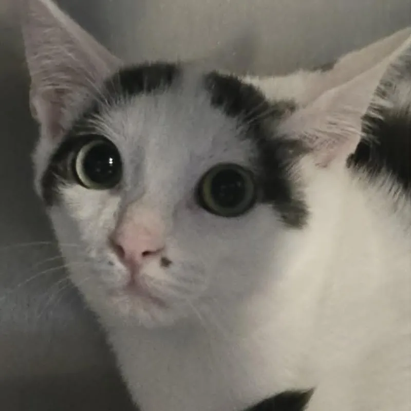A baby medium-sized male White Domestic Short Hair cat named Ryan for adoption in Orange, VA