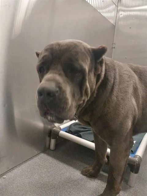 An adult extra large-sized male Cane Corso dog named Burt for adoption in Dallas, TX