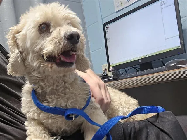 A senior medium-sized male Poodle dog named Hali for adoption in Albuquerque, NM