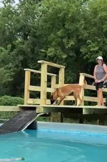 An adult medium-sized female Belgian Shepherd / Malinois dog named Toast for adoption in Houston , TX