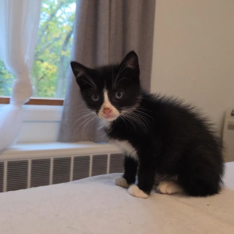 A baby medium-sized male Black & White / Tuxedo Domestic Short Hair cat named Dain for adoption in Moriches, NY