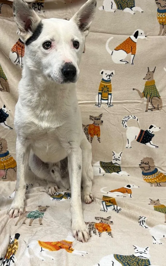 A senior medium-sized male Australian Shepherd dog named Boshi for adoption in Pittsfield, IL