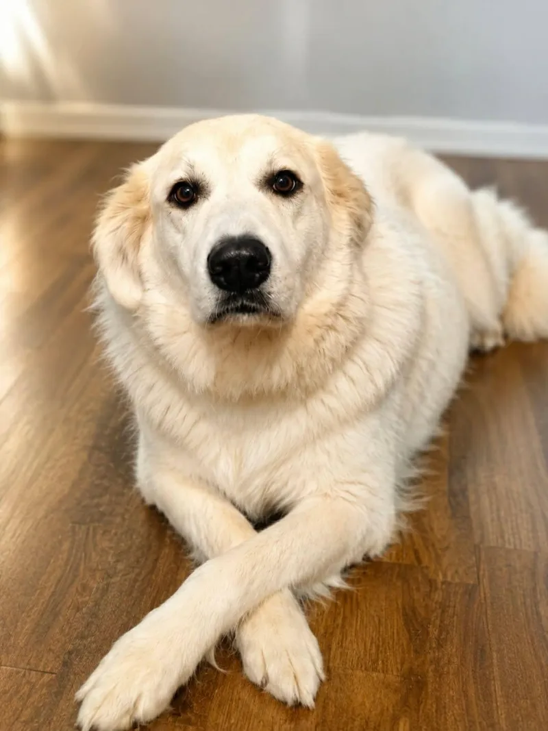 Bella thumbnail 5