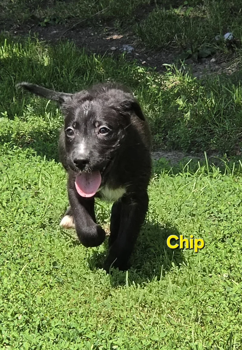 A baby medium-sized male Collie dog named Chip for adoption in Marine City, MI