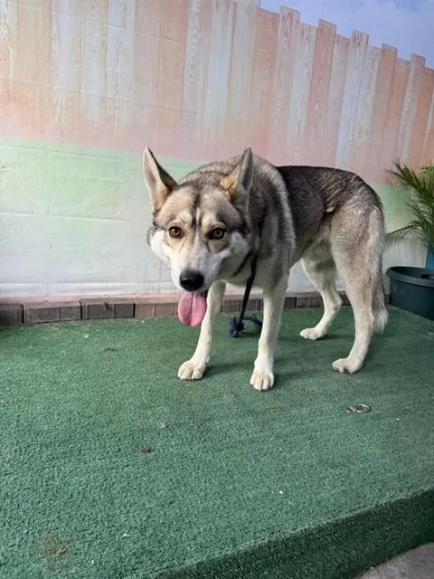Zeek