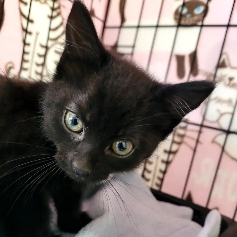 A baby small-sized female Domestic Short Hair cat named Neah for adoption in Allyn, WA