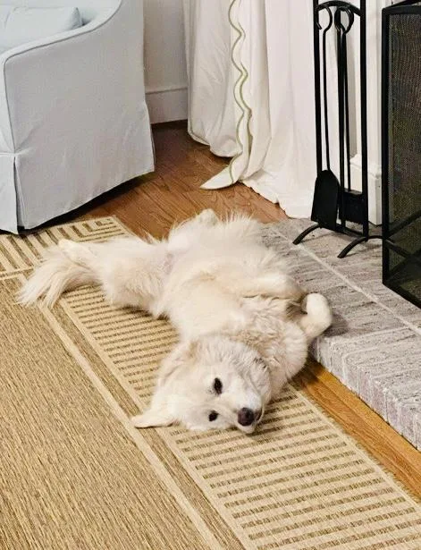 A young large-sized female Great Pyrenees dog named Maya  Pyr Bridge for adoption in Spartanburg, SC
