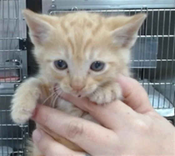 A baby small-sized male Domestic Short Hair cat named Charles for adoption in Salinas, CA