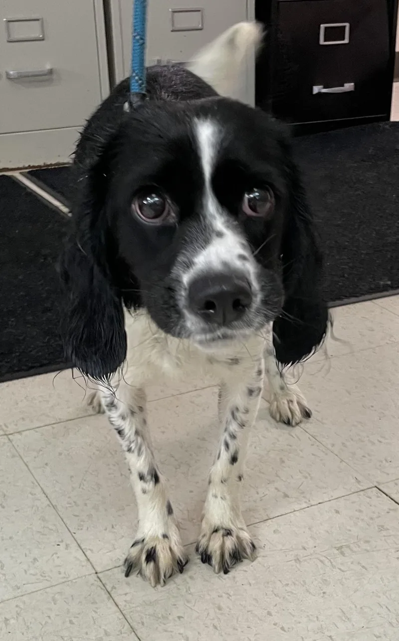 An adult small-sized female Black Spaniel dog named Gilly Hold for adoption in Canton, OH