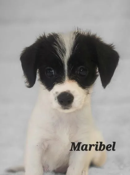 A young small-sized female White / Cream Bichon Frise dog named Maribel for adoption in Tinley Park, IL