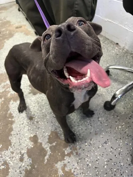 A young large-sized female Pit Bull Terrier dog named Tulip for adoption in Mobile, AL