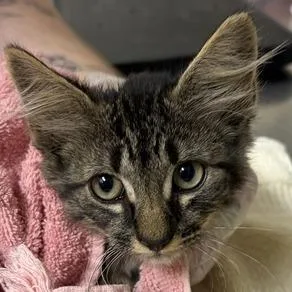 A baby small-sized female Black Domestic Short Hair cat named Acrylic for adoption in Asheville, NC