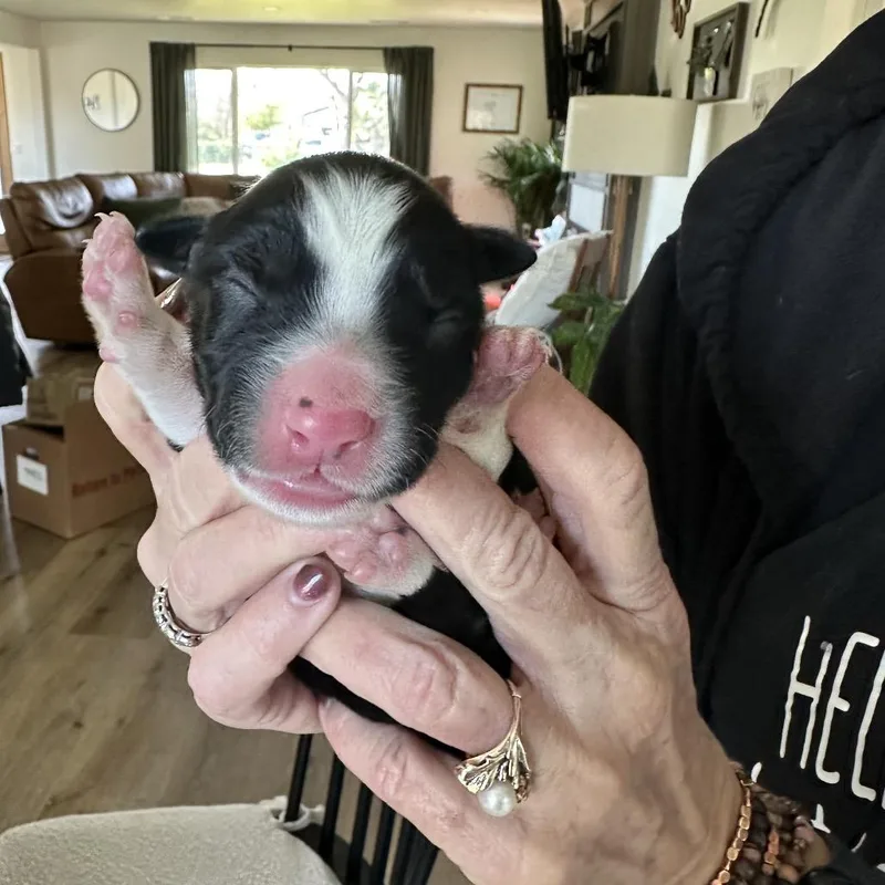 Mulligan thumbnail 2