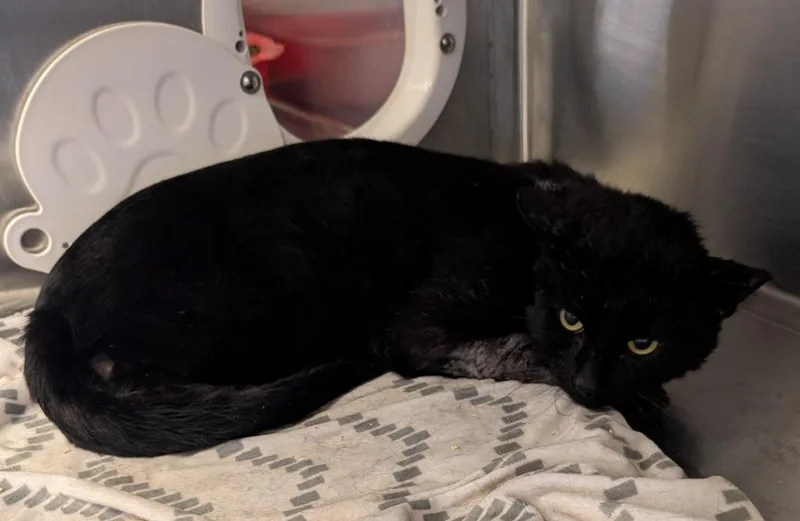 An adult medium-sized male Domestic Short Hair cat named Nimitho for adoption in Havre, MT