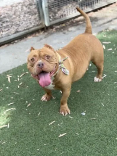 An adult large-sized female American Bully dog named Sasha for adoption in San Pedro, CA