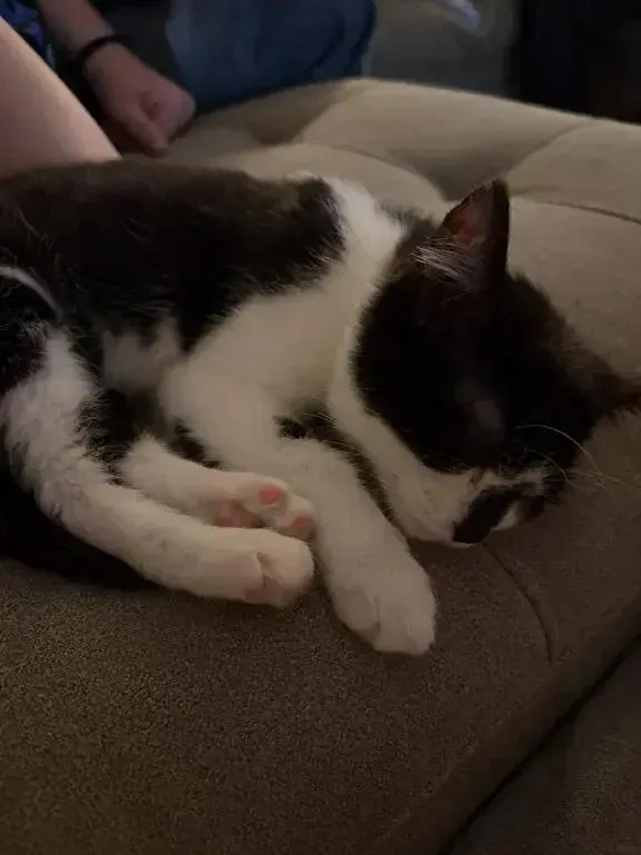 A baby small-sized female Black & White / Tuxedo Domestic Short Hair cat named Molly for adoption in Grand Rapids, MI