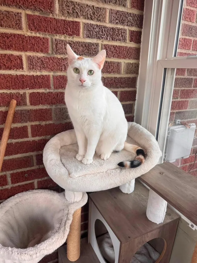 An adult medium-sized female White Domestic Short Hair cat named Penny for adoption in Atwater, OH