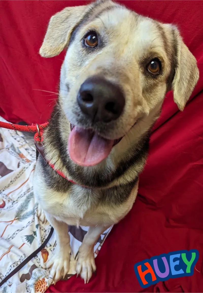 An adult large-sized male Black Labrador Retriever dog named Huey for adoption in Valparaiso, IN