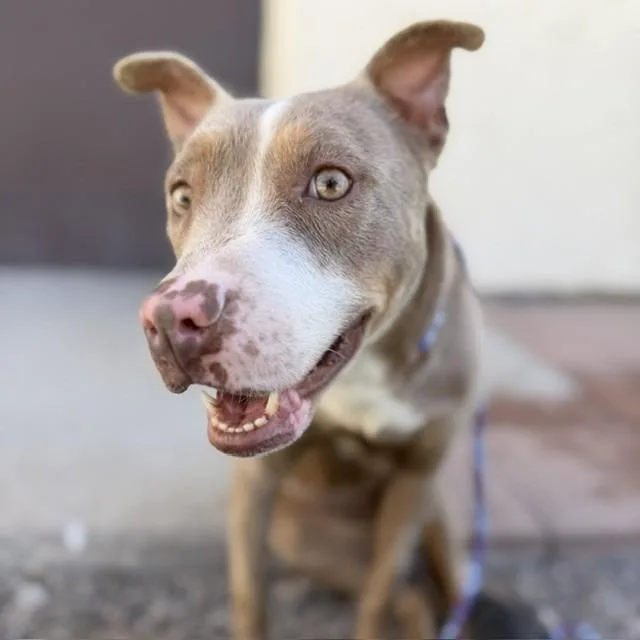 An adult large-sized female Brown / Chocolate Pit Bull Terrier dog named Poppy for adoption in Bullhead City, AZ