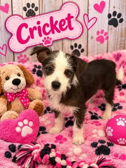 A young medium-sized female Terrier dog named Cricket for adoption in Union Beach, NJ