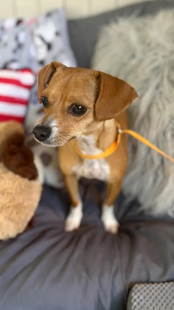 A young small-sized female Chihuahua dog named Tanith for adoption in Fort Worth, TX