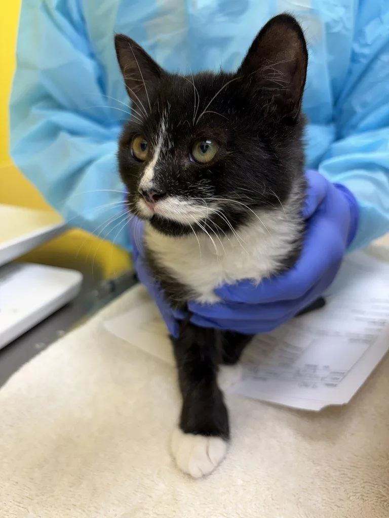 A baby small-sized male Domestic Medium Hair cat named Djo for adoption in Raleigh, NC