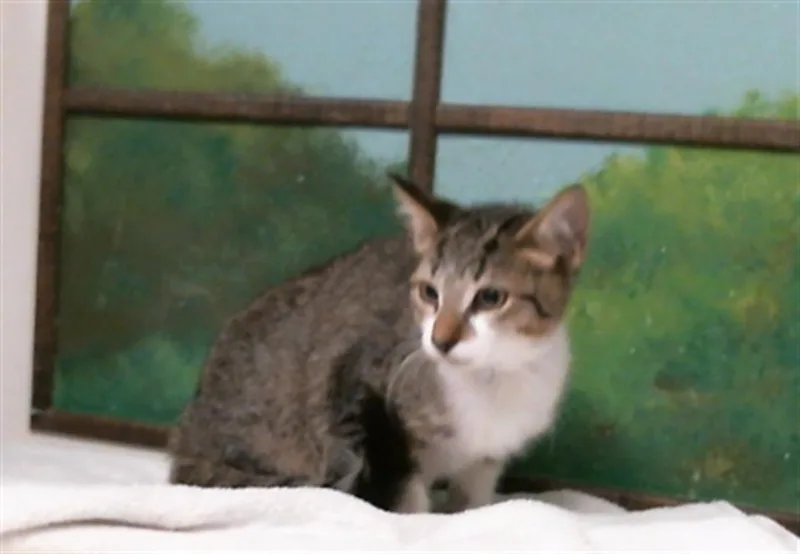 A young small-sized male Domestic Short Hair cat named Hendo for adoption in Houston, TX