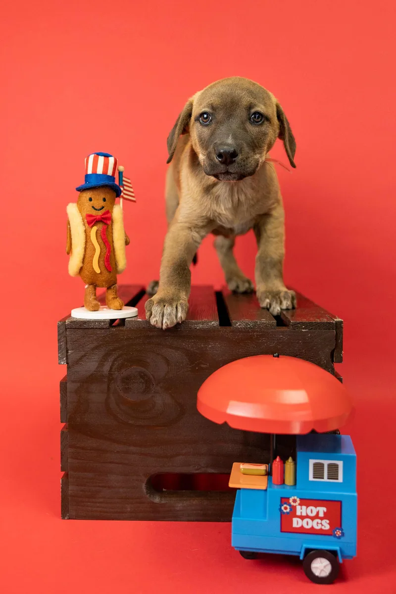 A baby medium-sized male Labrador Retriever dog named 439-26 for adoption in Brighton, CO