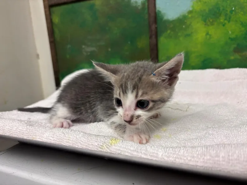 A baby small-sized female Domestic Short Hair cat named Sabrina for adoption in Houston, TX