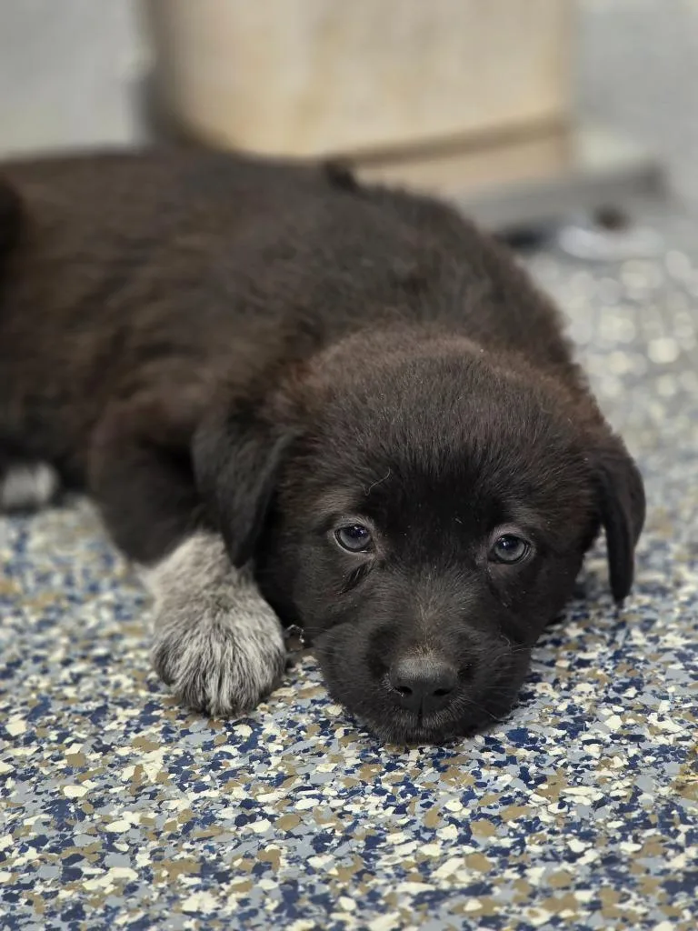 A baby medium-sized female Australian Cattle Dog / Blue Heeler dog named Socks for adoption in Carthage, MO