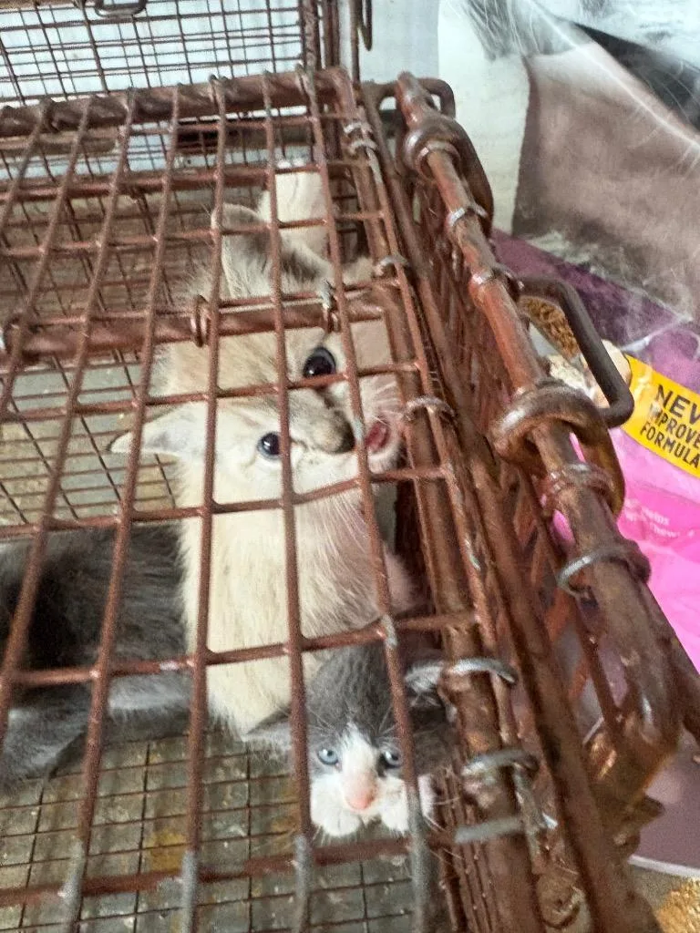 A baby small-sized male Domestic Short Hair cat named Bulma for adoption in Brownwood, TX