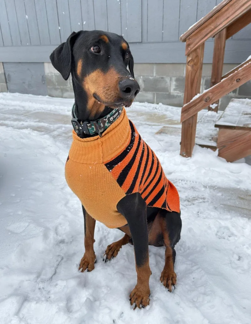 An adult large-sized male Doberman Pinscher dog named Talos for adoption in Buffalo, MN