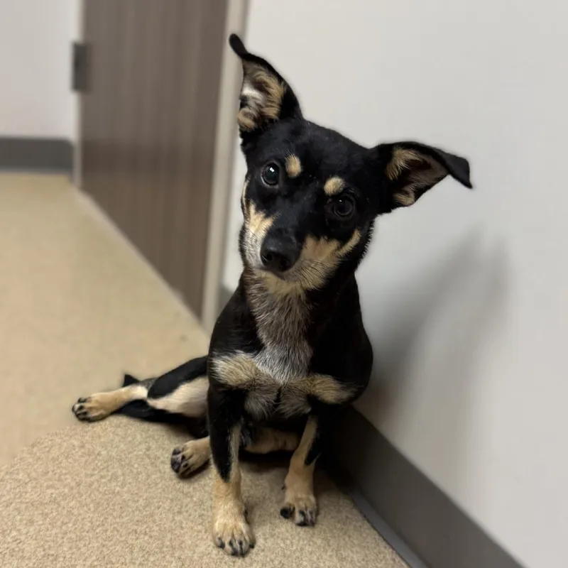 A young medium-sized male Chihuahua dog named Guapo for adoption in Brenham, TX