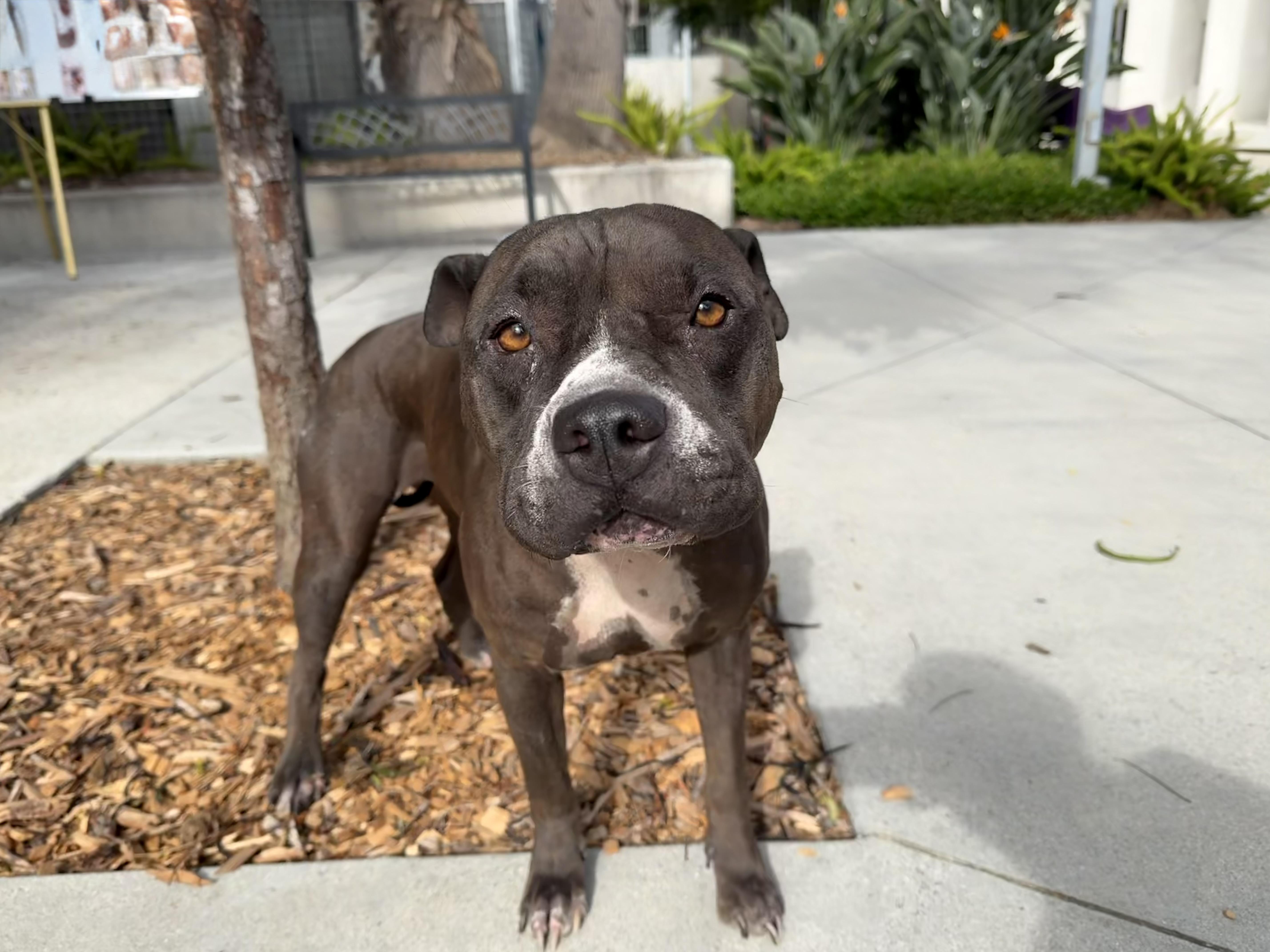 An adult large-sized female Shar-Pei dog named Nova for adoption in San Pedro, CA